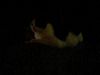 Falkor31